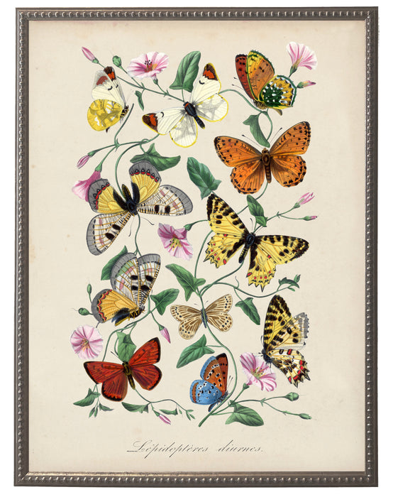 Art Print, Vintage Butterflies