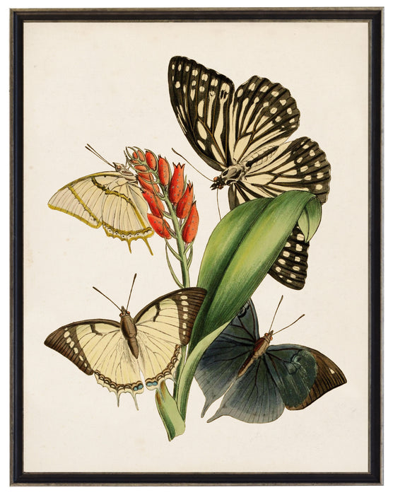 Art Print, Vintage Moths and Flower