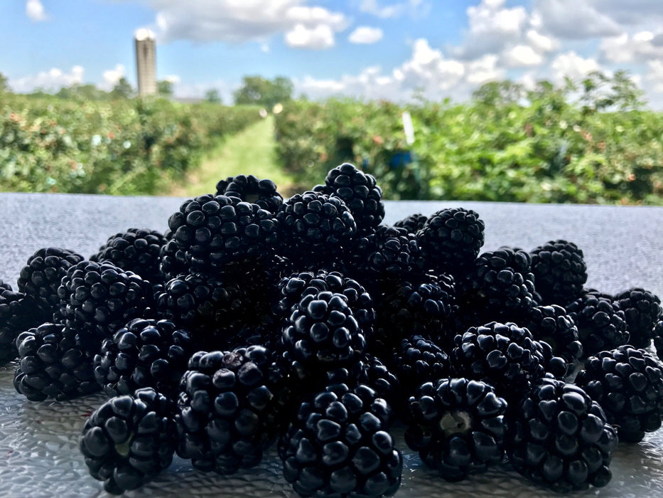 Burton Brambles Blackberry Pepper Jelly