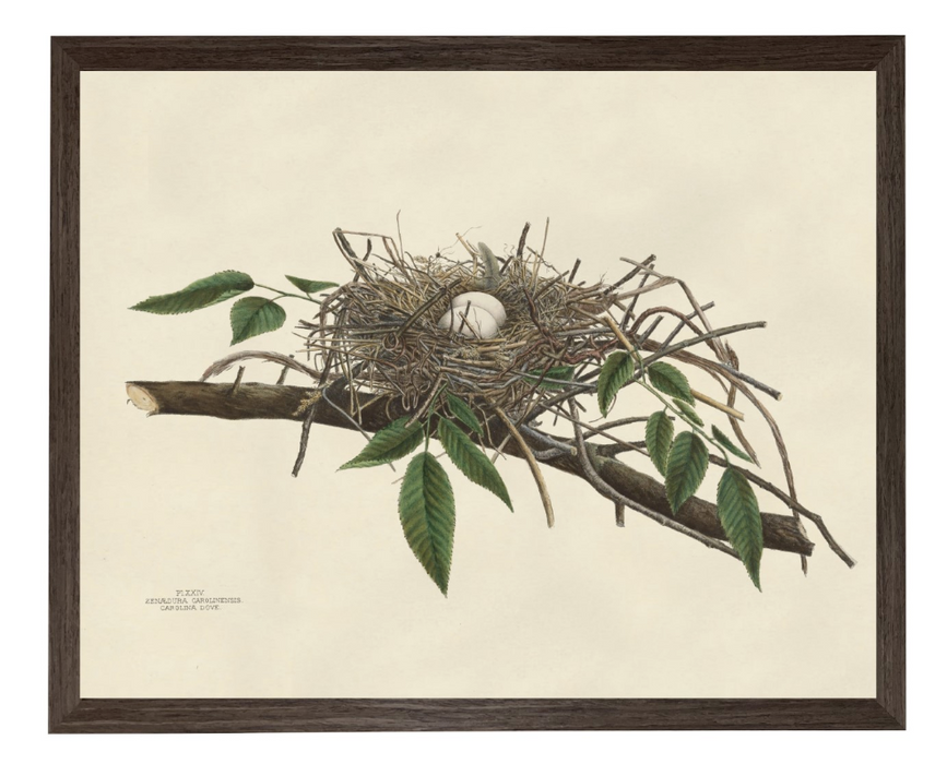 Art Print, Bird Nest