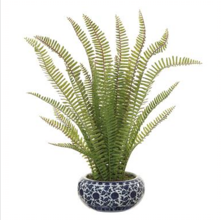 Boston Fern in Chinoiserie Vase