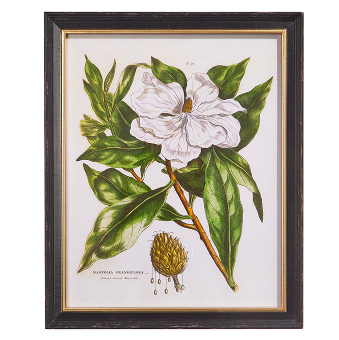 Magnolia Art Print