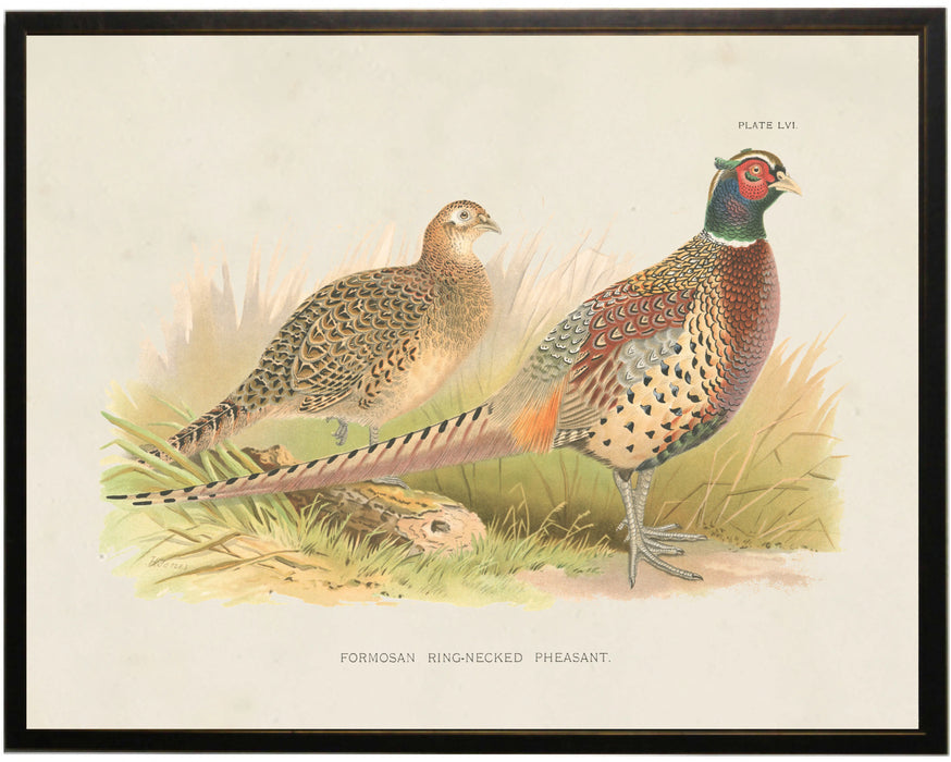 Art Print, Ring Neck Pheasant Bookplate