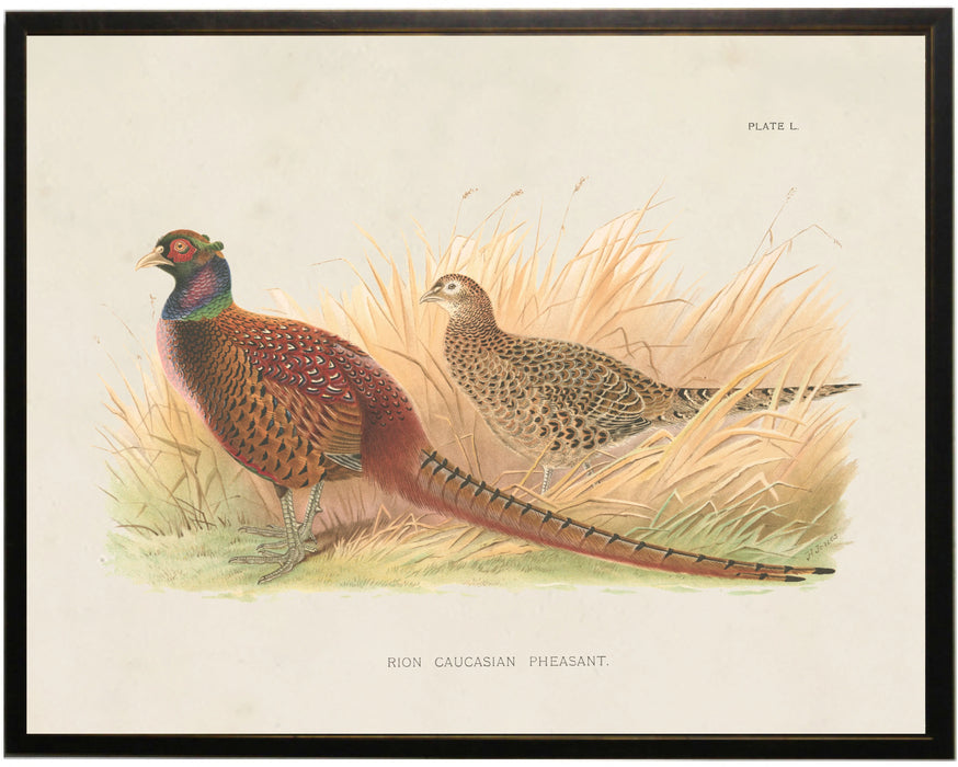 Art Print, Caucasian Pheasant Bookplate