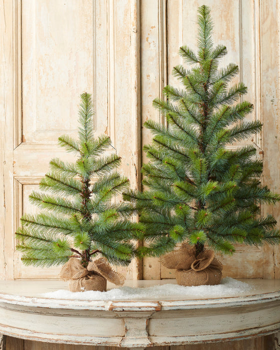 Long Needle Pine Tree, 24.5" Potted