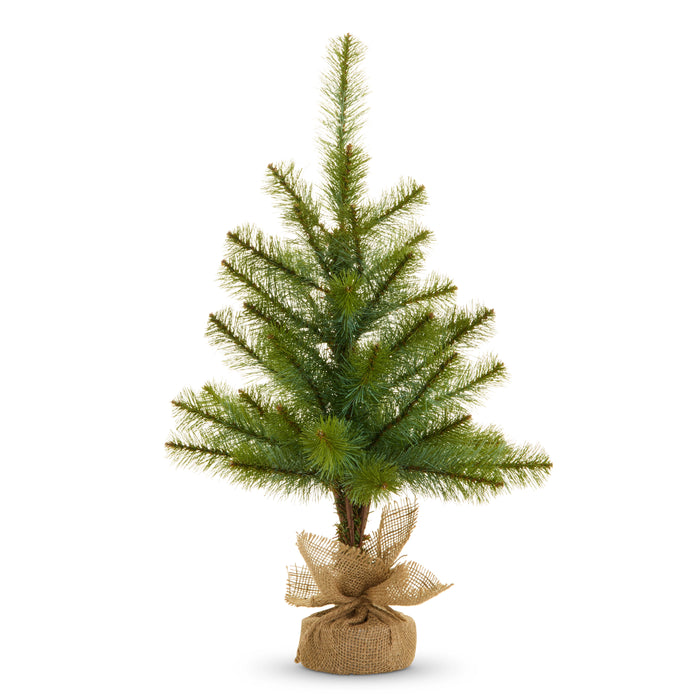 Long Needle Pine Tree, 24.5" Potted