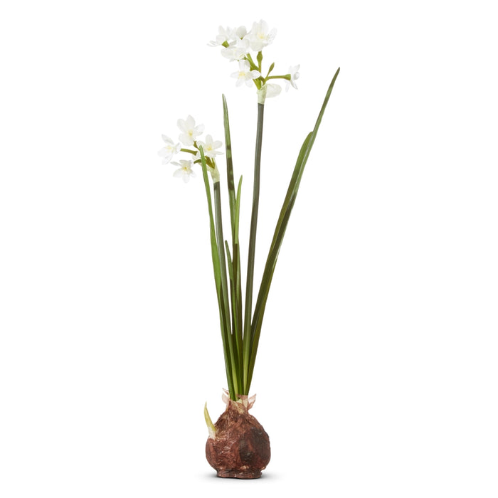 Paperwhite Bulb, 18 inches