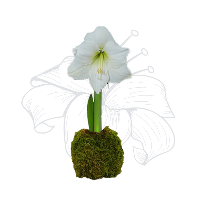 Moss Bulb, White
