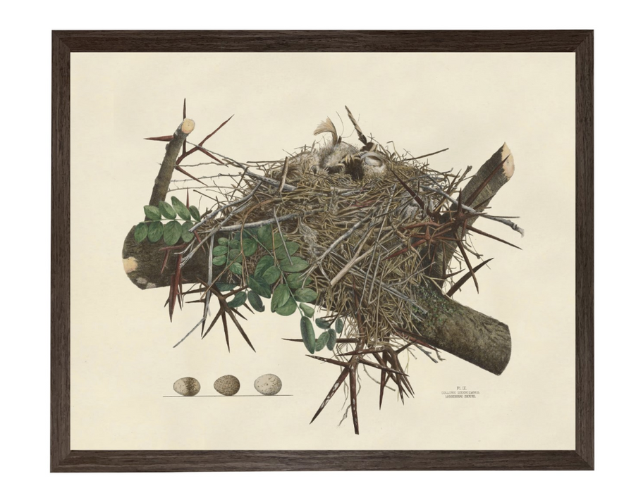 Art Print, Bird Nest 2