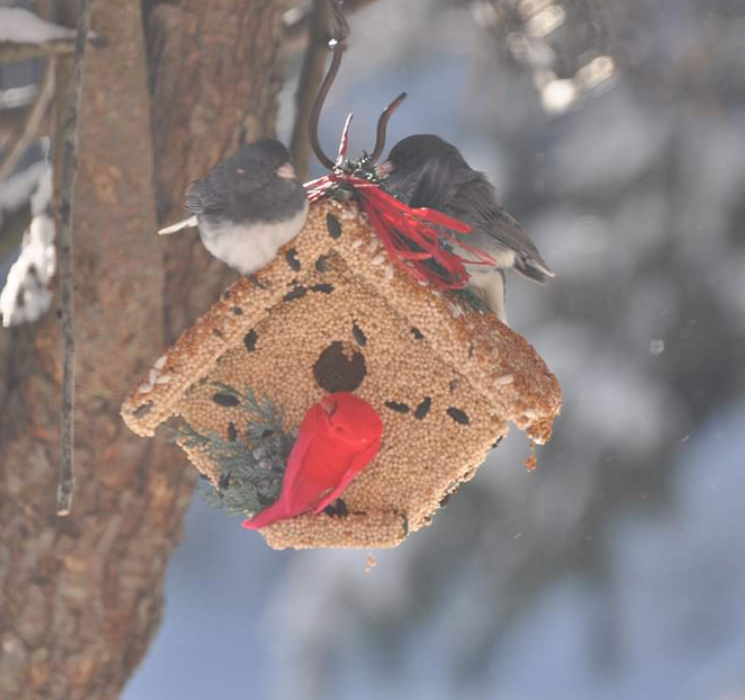 Wren Casita Bird House