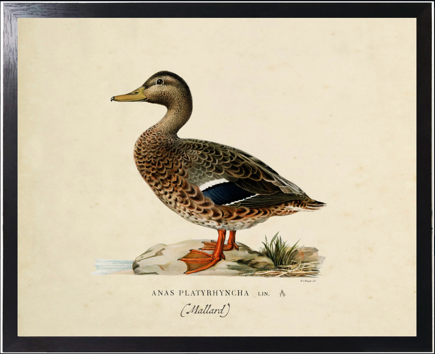 Art Print, Vintage Bookplate, Mallard