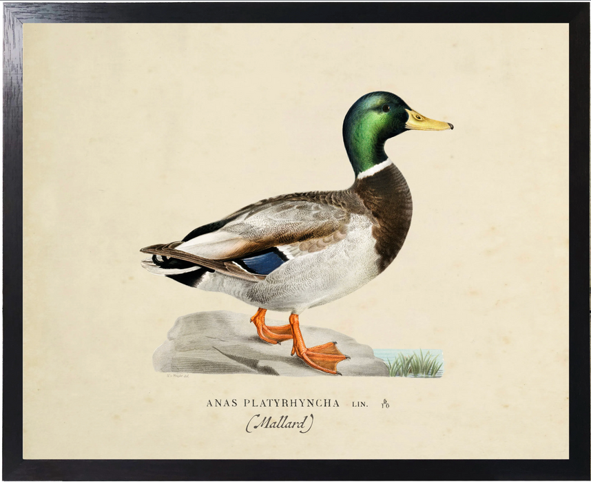 Art Print, Vintage Bookplate, Male Mallard