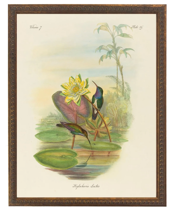 Art Print, Vintage Hummingbirds Bookplate