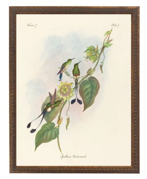 Art Print, Vintage Hummingbirds Bookplate 2