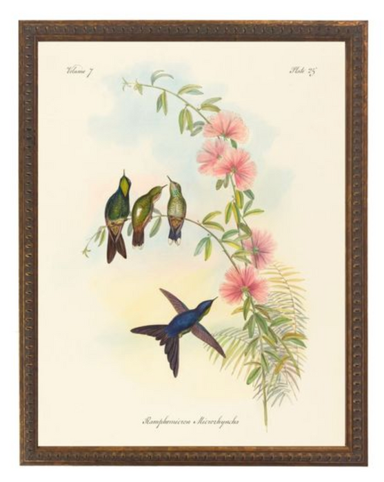 Art Print, Vintage Hummingbirds Bookplate 3