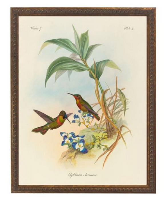 Art Print, Vintage Hummingbirds Bookplate 4