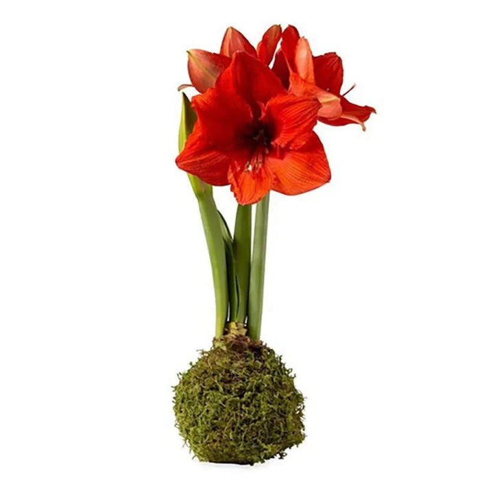 Moss Bulb, Red