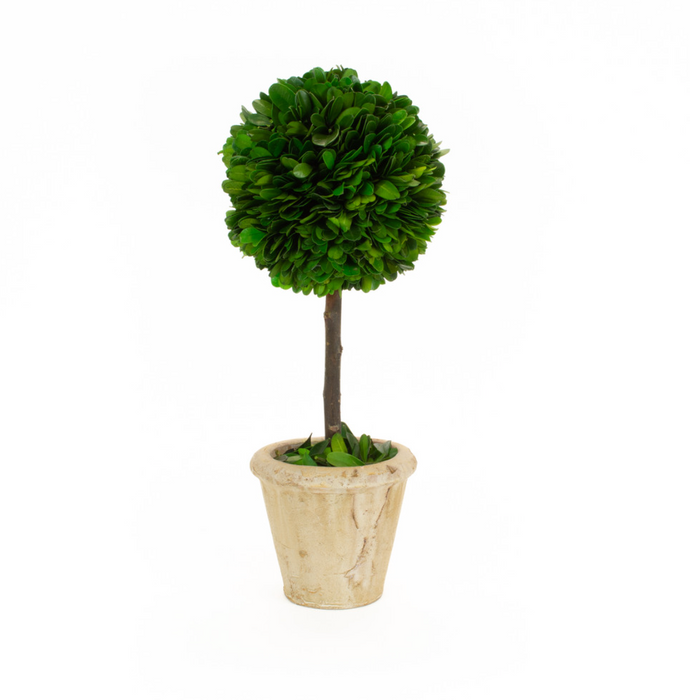 Preserved Boxwood Topiary, 12" Tall