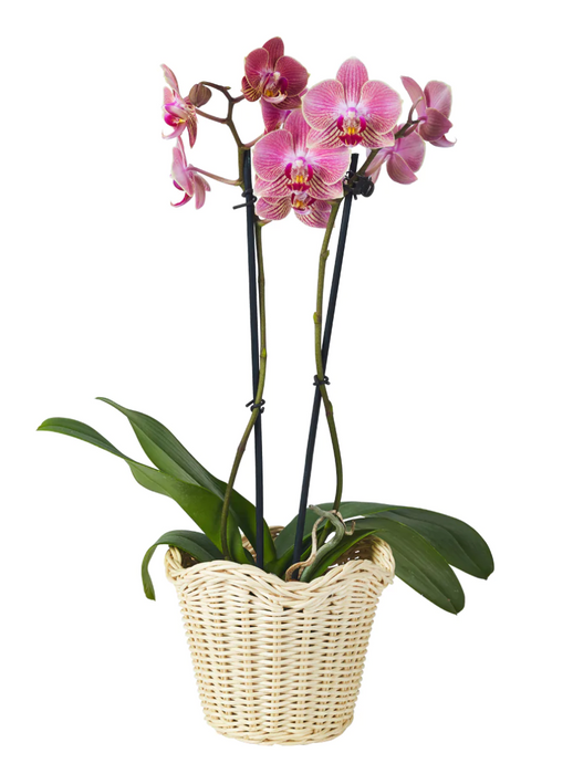 Wavy Wicker Flower Basket, Small