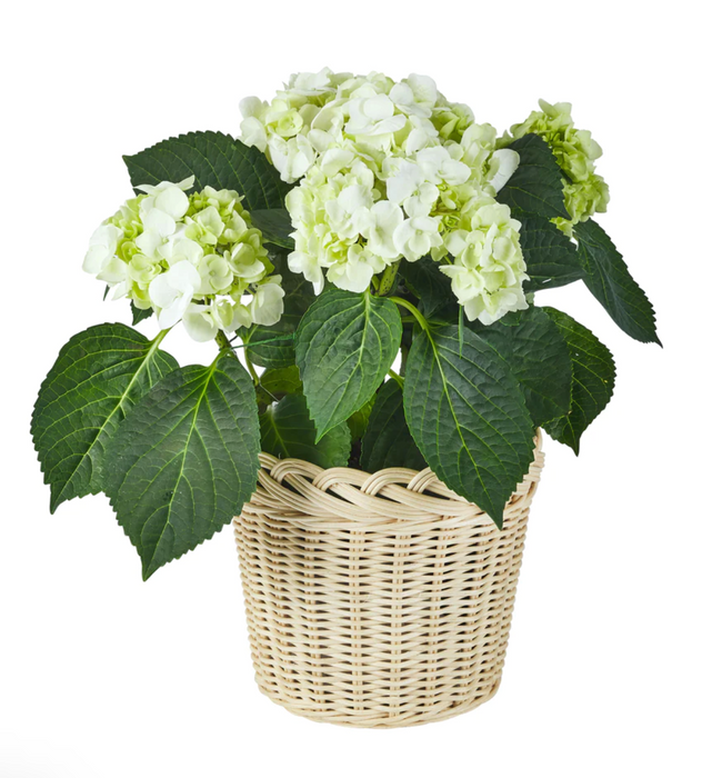 Wavy Wicker Flower Basket, Large
